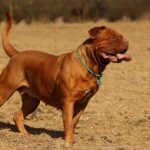 classement girondins de bordeaux