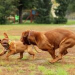 classement girondins de bordeaux