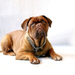 classement girondins de bordeaux