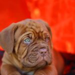 classement girondins de bordeaux