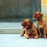 classement girondins de bordeaux