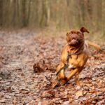 classement girondins de bordeaux